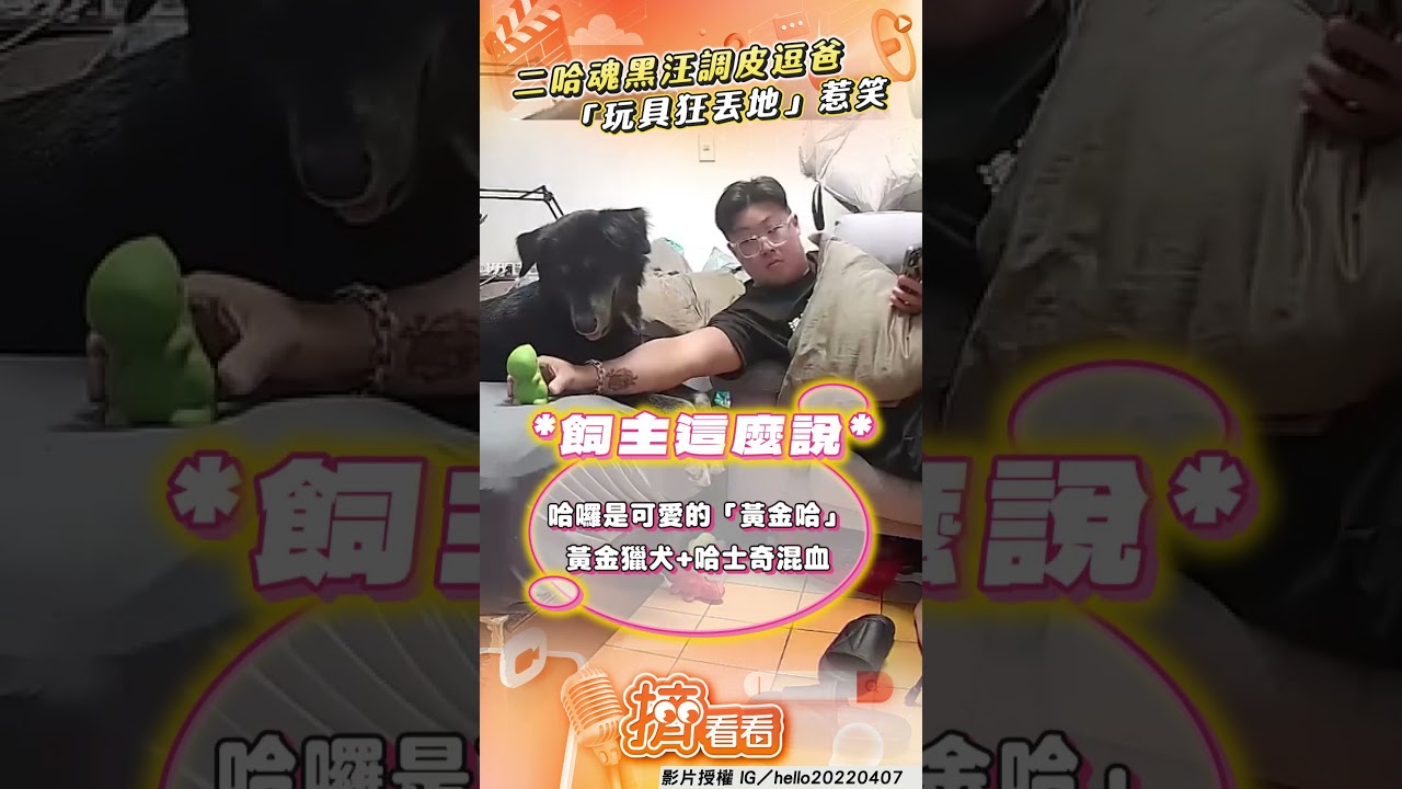 影音/黑汪「二哈魂」上身狂整爸! 上演我丟你撿小眼神笑翻網