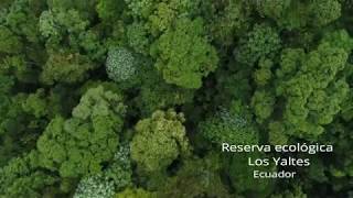 Cloud forest in Los Yaltes, el bosque de neblina de Los Yaltes, la forêt des nuages vu du ciel