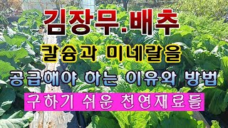 [텃밭농부 1,715]  김장무 배추에 손쉽고 효율적으로 칼슘과 미네랄을 공급 해 주는 이유와 방법. #김장…