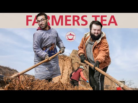 It's time for farmer's Sheng Pu'er