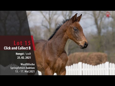 Springfohlen-Auktion 13. - 17. Mai Lot 15 Click and Collect B Hengst v. Christian's Chacco - Conteur