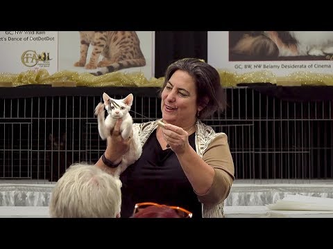 CFA International Cat Show 2017 - Best Agility Cat