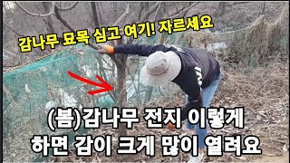 감나무 이렇게 전지하면 가지가 찢어지게 큰 감이 많이 열려요! #감나무전지 #단감나무전지 #사과나무전지 #복…