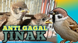 Download lagu HOW TO CARE FOR A SPRING BIRDS SO THEY DON'T FAIL TO TAME mp3