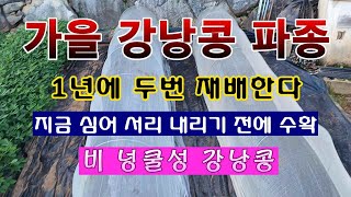 [텃밭농부 1,611]  가을 강낭콩. 파종하고 보호하는 방법. #강낭콩재배