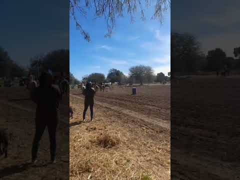 Destrezas gauchas en Seeber #video #argentina #caballos #gauchos #cordoba