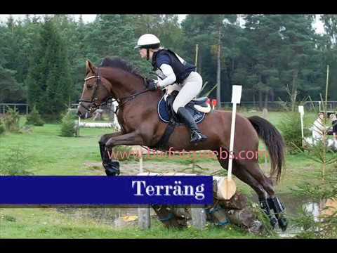 Kanonfin fälttävlansponny!