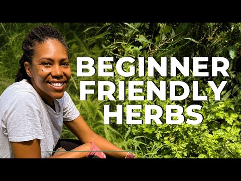 15 Easy Medicinal Plants to Grow at Home (Beginner Guide)