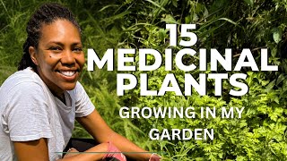 Medicinal Herb Gardening for Beginners: 15 Easy Medicinal Plants and How to Use Them