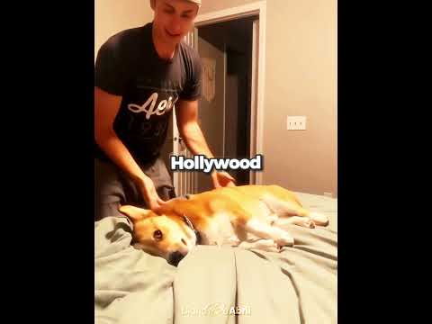 ¡Este Perro Es un Actor Increíble! 😂🐾