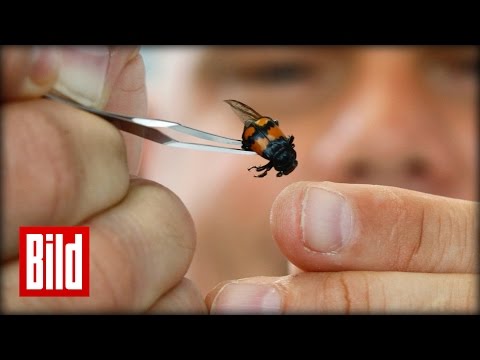 Totengräber Käfer - Was treibt den kleinen Kannibalen an