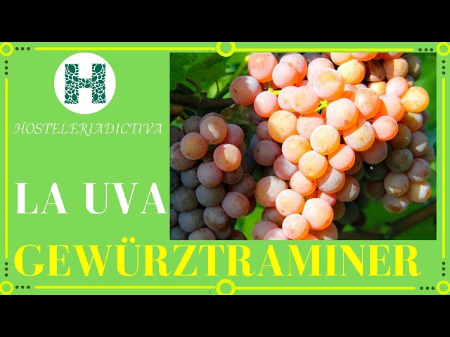 Video Pronunciation of Gewurztraminer in English