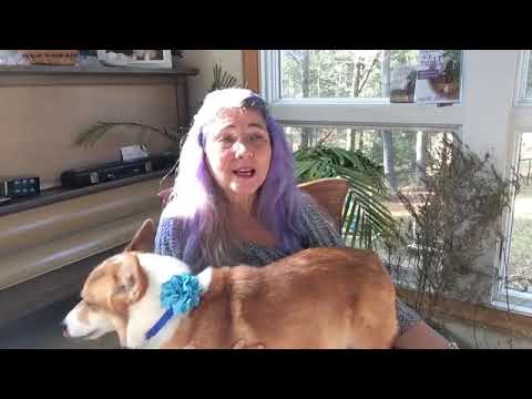 #387 Animal Reincarnation - Conversations with a corgi Episode 387