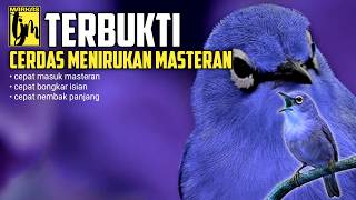 Download lagu 🔴 LIVE Terapi Pleci MENCERDASKAN OTAK BURUNG _  audio rahasia pencetak burung mewah !! mp3