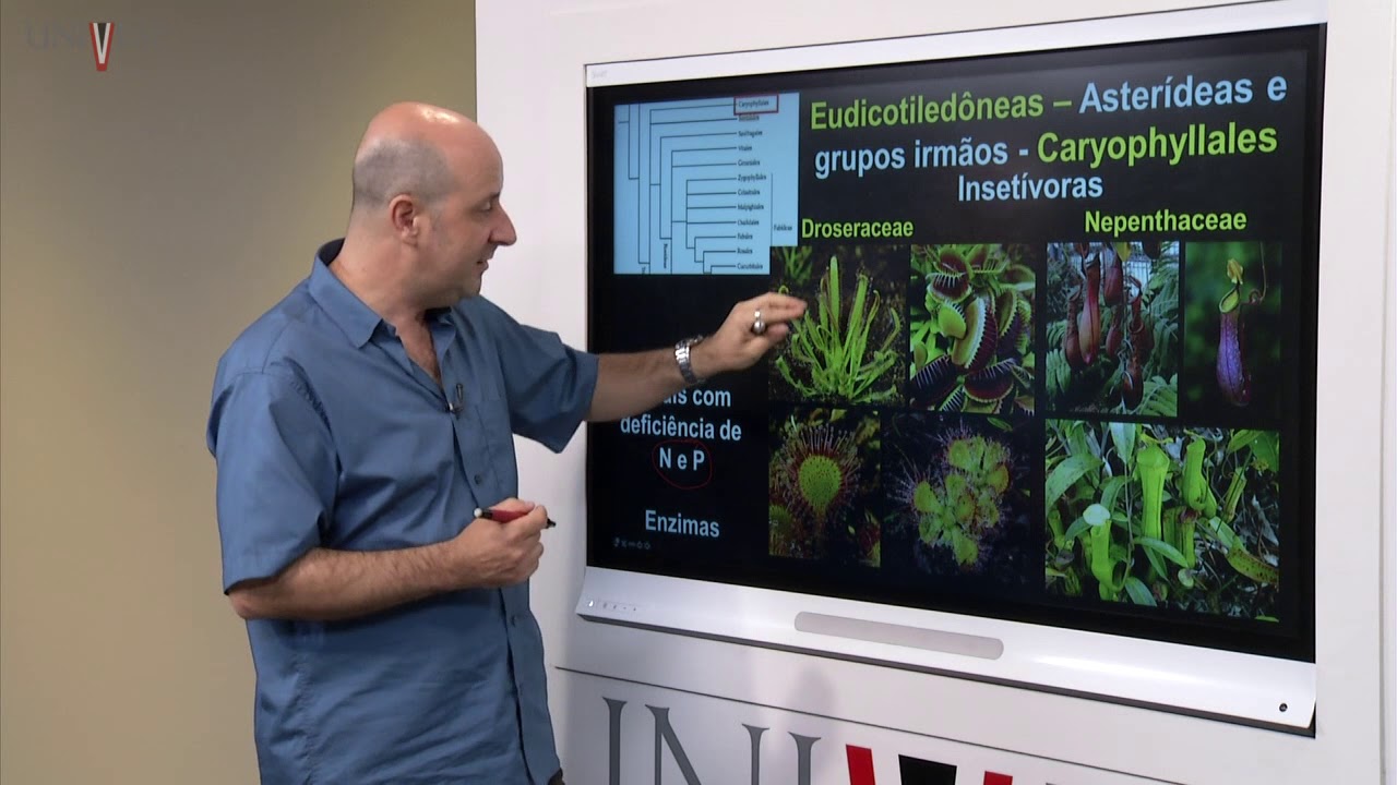 Taxonomia Vegetal - Aula 13 - Angiospermas -  Asterídeas e grupos irmãos