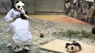 生後4か月のパンダの赤ちゃん、桜浜ちゃんと桃浜ちゃん(2015.4.10)