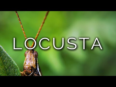 1219-IT Parigi, LOCUSTA - Ipnosi Esoterica ∞ Lucio Carsi