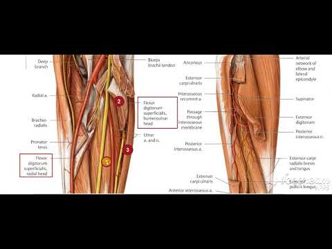 Flexor digitorum superficialis relations