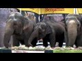 11 Asian Elephants Finally Retired From Circus