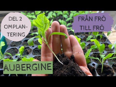 , title : 'AUBERGINE - Från frö till frö - Del 2: Omplantering'