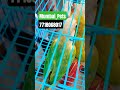 Going To Mumbai Hobbyist #animals #animal #pets #pet #birds #bird #parrot #parrots #conure