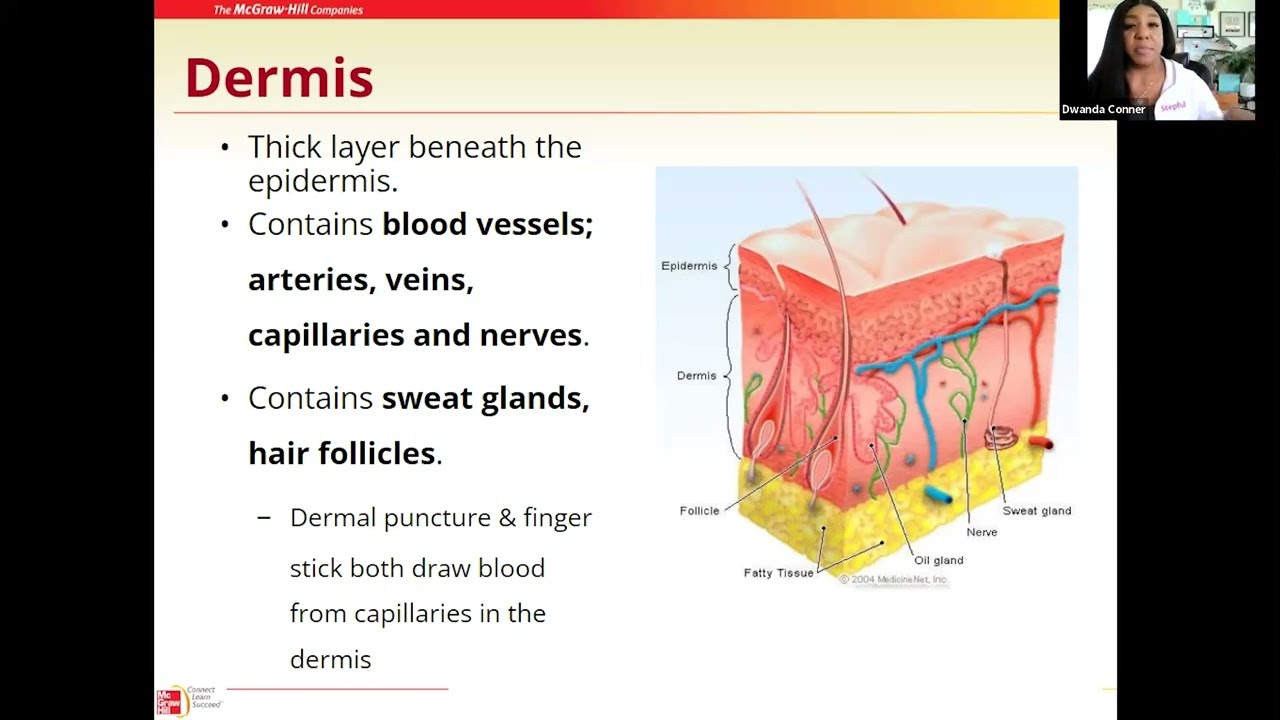 01 Integumentary System Intro