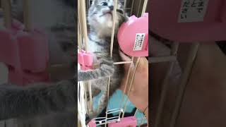 子猫ちゃんたち!天まで登れ!