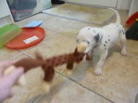 Estimulación Cachorros 4ª Semana - JUMALPA