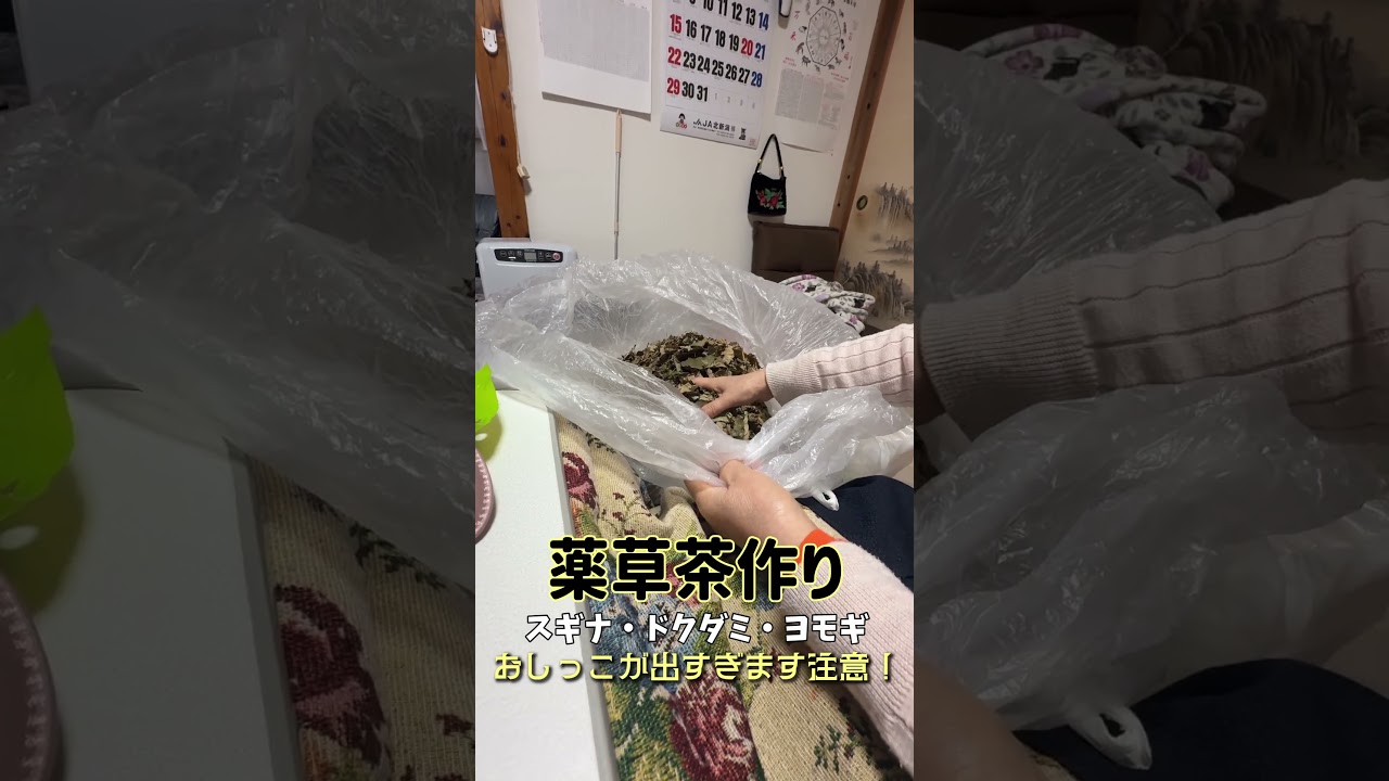 薬草茶の効果がヤバすぎた！ #山菜採り＃薬草茶＃太鼓八百屋＃しまきち#山菜採り＃short