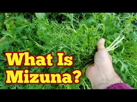, title : 'What Is Mizuna: Description & Harvest/ No Dig Organic Allotment Kitchen Garden'
