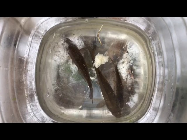 Камил Ягудинның балыклары һава торышын әйтә