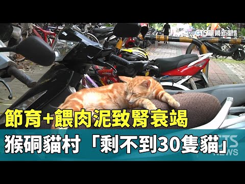 節育+餵肉泥致腎衰竭　猴硐貓村「剩不到30隻貓」