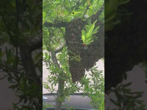 "Bee-autiful Therapy: a Delightful Antidote to Depression and Anxiety; Relaxes and Calms the Mind"