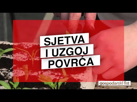 Sjetva i uzgoj povrća – kako pravilno posijati i uzgojiti zdrave biljke