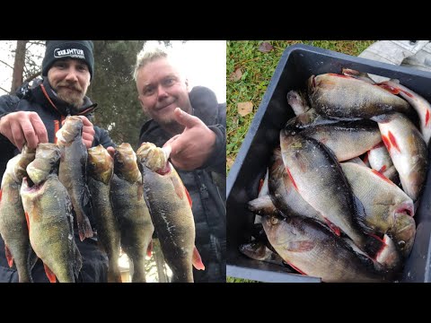 15KG+ AHVENEN KÖRMYÄ POTTUKOIRAN KANSSA!