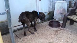 Copy of Agape Fosters Clementine a rescued Mastiff.