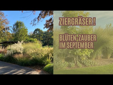 Ziergräser im Garten: Natürliche Eleganz und Pflegetipps