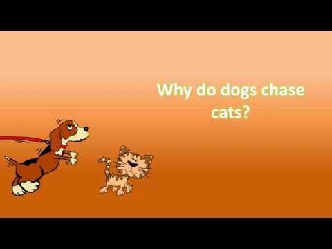 Why do dogs chase cats ?