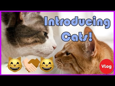 How to Introduce a New Cat! Best Way to Introduce New Cats to Each Other!