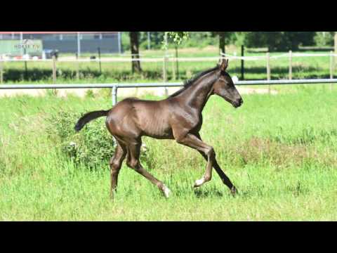 Filly from Don Nobless   Weltmeyer