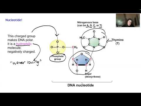 Science 10: DNA and RNA Structure