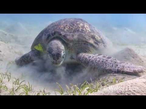 Turtles in Marsa Mubarak, Marsa   Mubarak,Ägypten