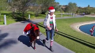 Tiny Christmas Donkey Goes to the Park! [cute animal videos] holiday Christmas