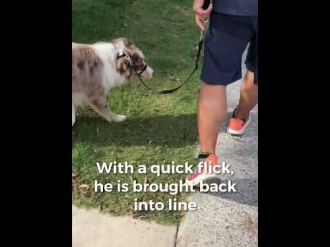 The Pack Whisperer (Read Profile First) video.