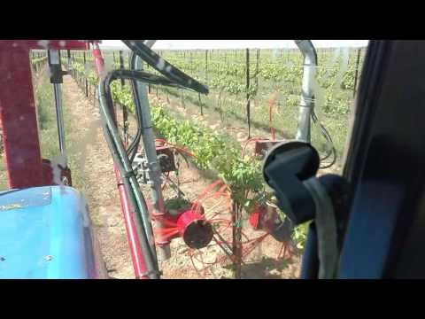 Vine Tech Sucker and Shoot remover
