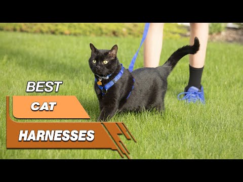 5 Best Cat Harnesses Review in 2022 - Only Top Models Listed