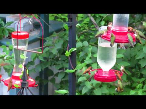 Hummingbirds in Yard 08_17
