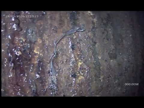 Extracto 230   Chimbas   San Juan