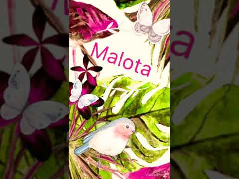 Romane gila malota 2019