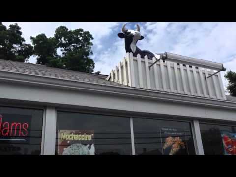 44 Things: Cows, Elvis, classic cars at Frates